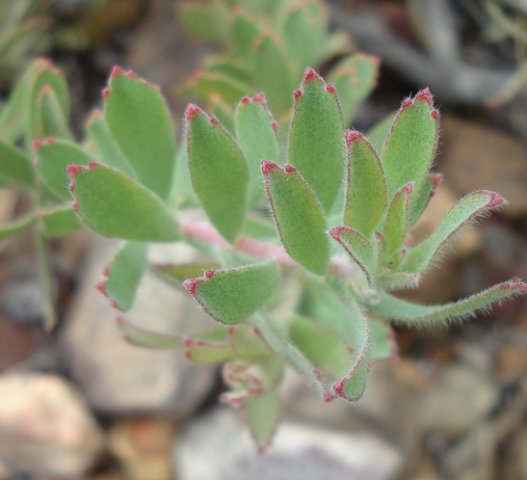 Leucospermum calligerum soft leaves
